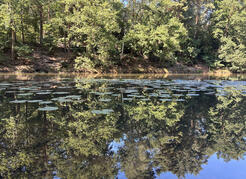 schwimmen im Silbersee