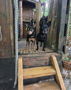 Hunde an Deck Wald Boot Hunde
