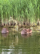 Biberspur Biberspur