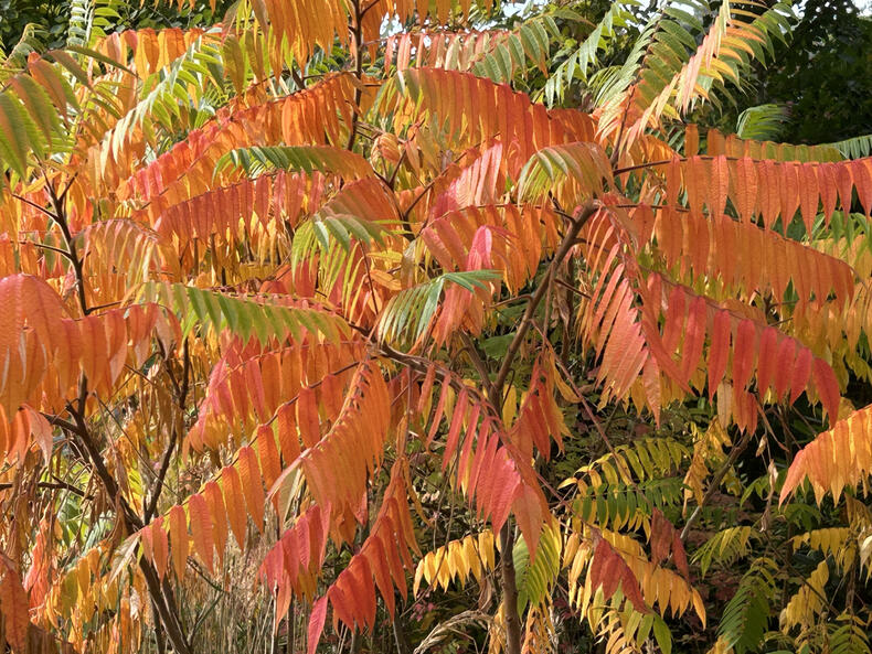Farbpalette Herbst Die Baeme buendeln ihre Energie