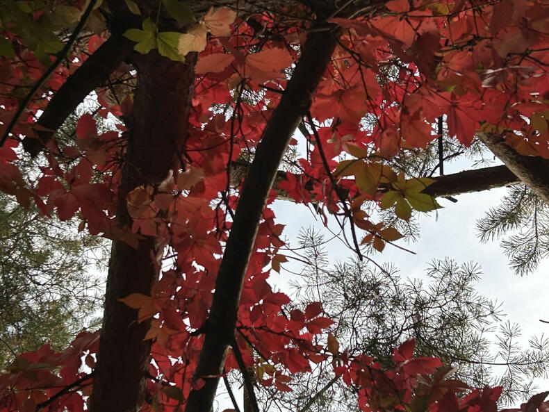 Wilder Wein im Herbst Wenn es am Silbersee Herbst wird