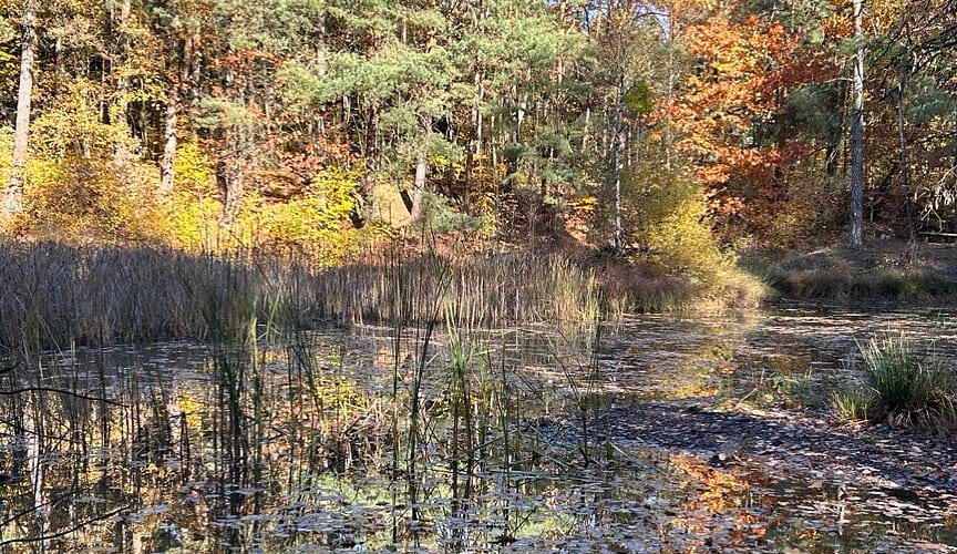 Ankommen im Wald Der richtige Weg - Biberspur