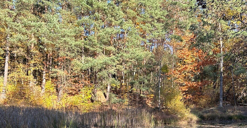 Wildnis in Coswig Anhalt Biosphaerenreservat